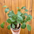 Fikus ženšenový (Ficus microcarpa) ‘GINSENG RETUSA’ - výška 15-20 cm, Ø 20-30 cm, kont. C1L
